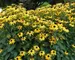 Rudbeckia Goldsturm