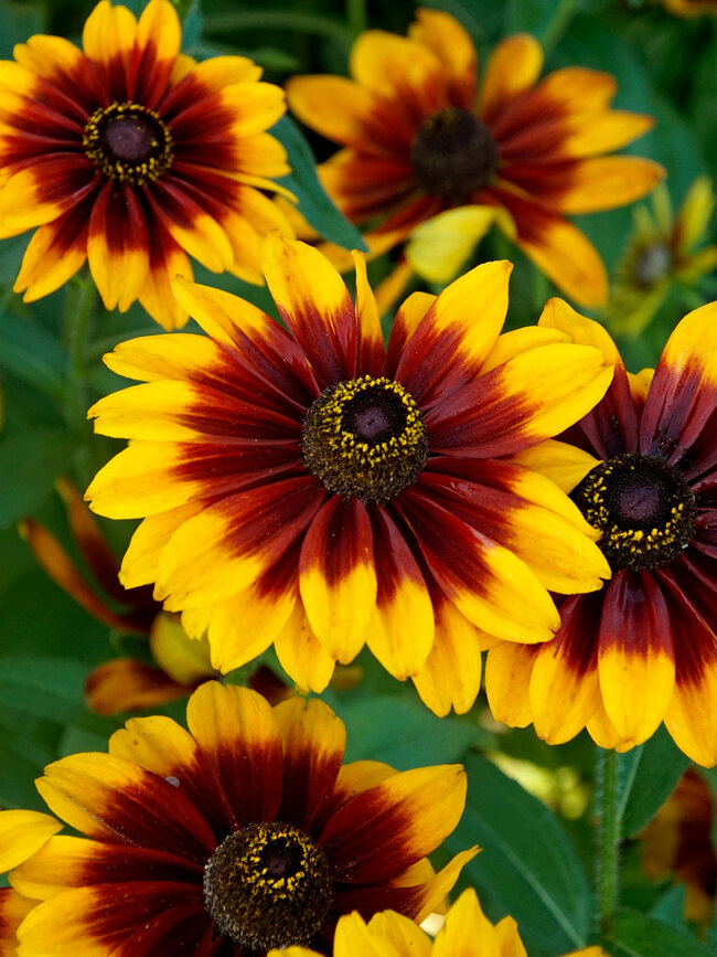 Rudbeckia Glowing SmileyZ