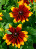 Rudbeckia Glowing SmileyZ