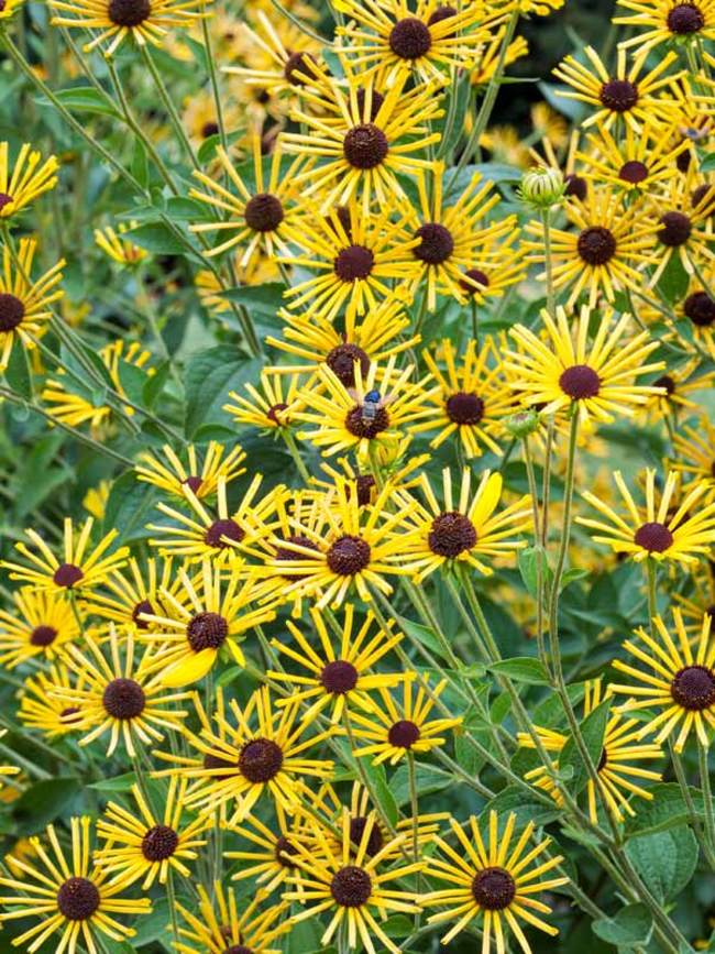 Rudbeckia Henry Eilers