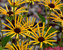 Rudbeckia Henry-Eilers