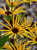 Rudbeckia Henry Eilers