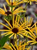 Rudbeckia Henry Eilers