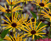 Rudbeckia Henry Eilers