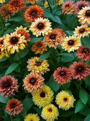 Link to Rudbeckia Sahara