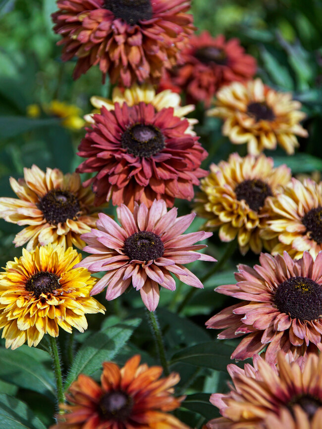 PERENNIAL RUDBECKIA SAHARA FLOWER SEEDS NEW 30 