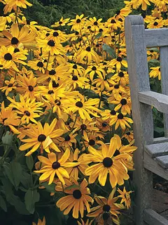 Rudbeckia