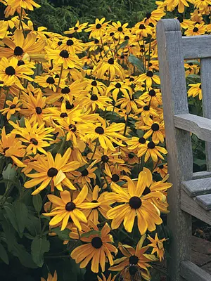 Link to Rudbeckia Indian Summer