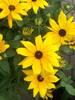 Rudbeckia Indian Summer