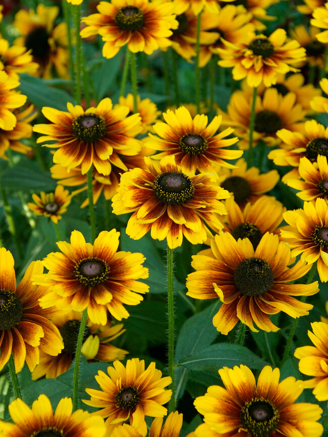 Rudbeckia Kissing SmileyZ