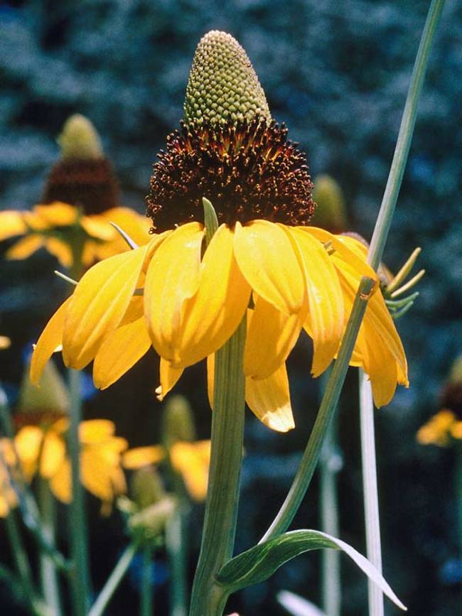 Rudbeckia Maxima -- Bluestone Perennials