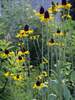 Rudbeckia Maxima