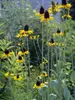 Rudbeckia Maxima