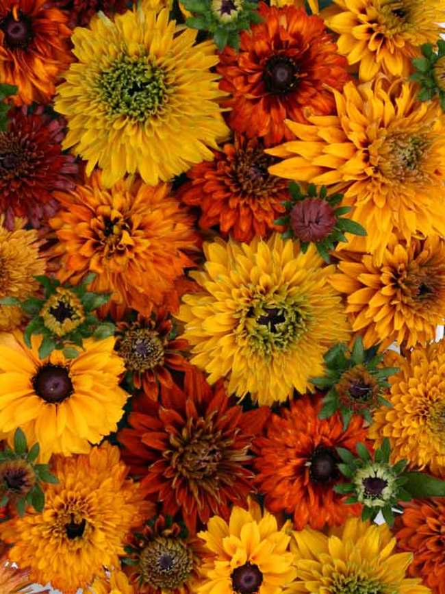 Rudbeckia Moroccan Sun