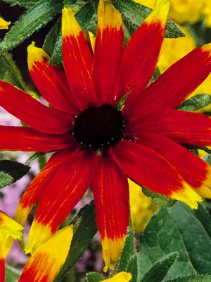 Link to Rudbeckia Prairie Glow