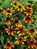 Rudbeckia Prairie Glow