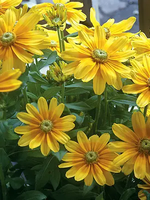 Link to Rudbeckia Prairie Sun