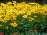 Rudbeckia Prairie-Sun