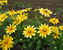 Rudbeckia Prairie-Sun