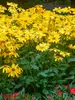 Rudbeckia Prairie-Sun