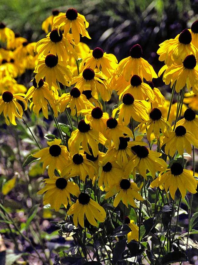 Rudbeckia Sundance -- Bluestone Perennials