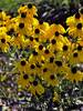 Rudbeckia Grandiflora Sundance