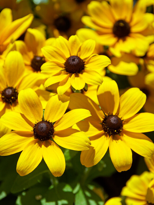 Rudbeckia Speedy SmileyZ