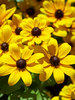 Rudbeckia Speedy SmileyZ