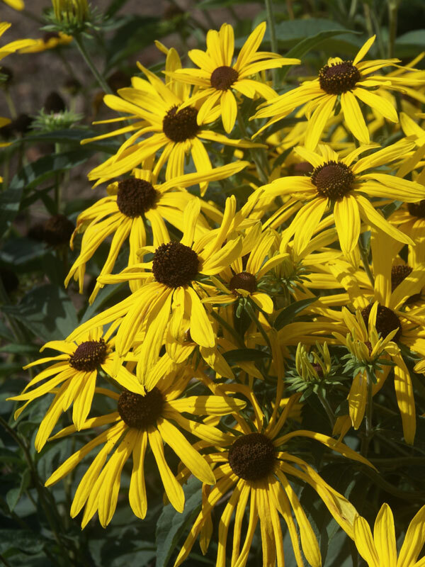 Rudbeckia Subtomentosa