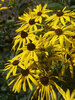 Rudbeckia Subtomentosa