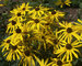 Rudbeckia Subtomentosa
