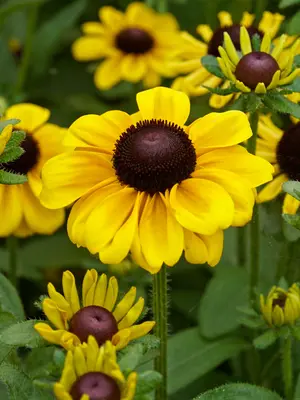 Link to Rudbeckia Toto Lemon
