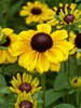 Rudbeckia Toto Lemon