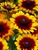 Rudbeckia Toto Rustic