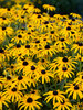 Rudbeckia Treasure Trove