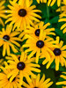 Rudbeckia Treasure Trove