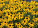 Rudbeckia Treasure Trove