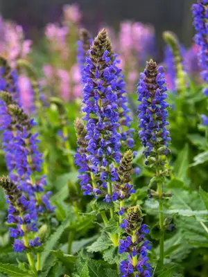 Link to Salvia Sallyrosa&#153; April Night