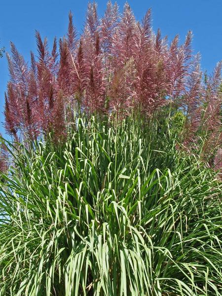 Product Viewer - Saccharum arundinaceum