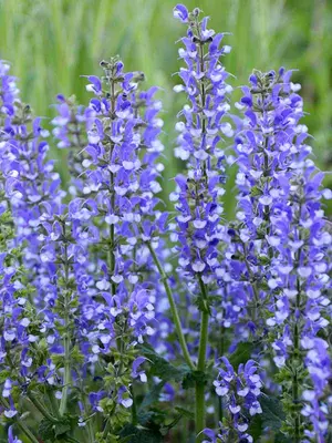 Link to Salvia Azure Snow