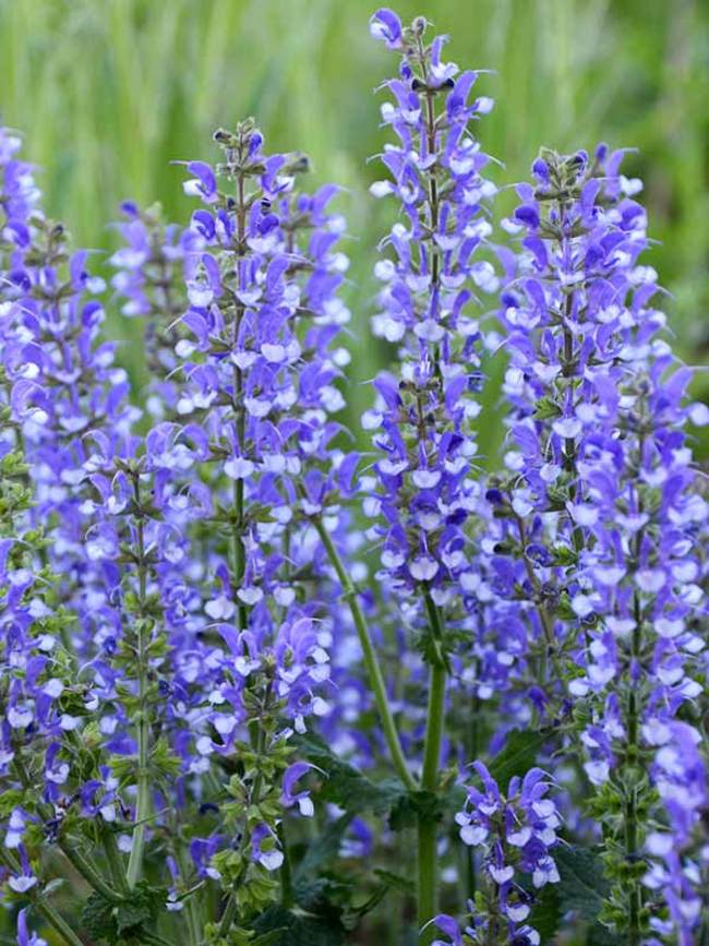 Salvia Azure Snow