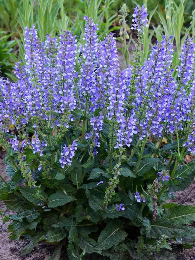 Salvia Azure Snow -- Bluestone Perennials