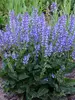 Salvia Azure Snow