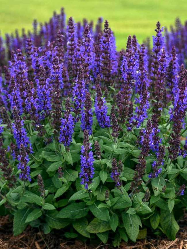 Salvia Bumbleblue