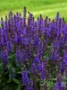 Salvia Bumbleblue
