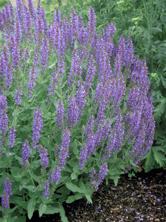 Salvia