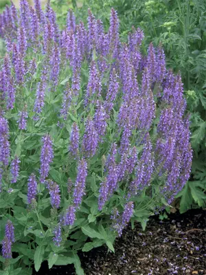 Link to Salvia Blue Hill