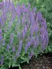 Salvia Blue-Hill