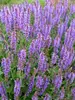 Salvia Blue-Hill