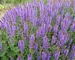 Salvia Blue-Hill